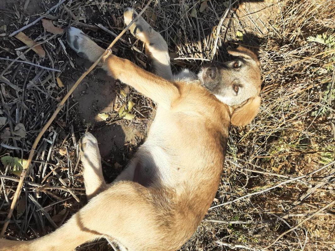 Щенки 4 месяца, девочка и мальчик, привитые, обработанные,  коммуникабельные, гавкают, охраняют, мам - Орск