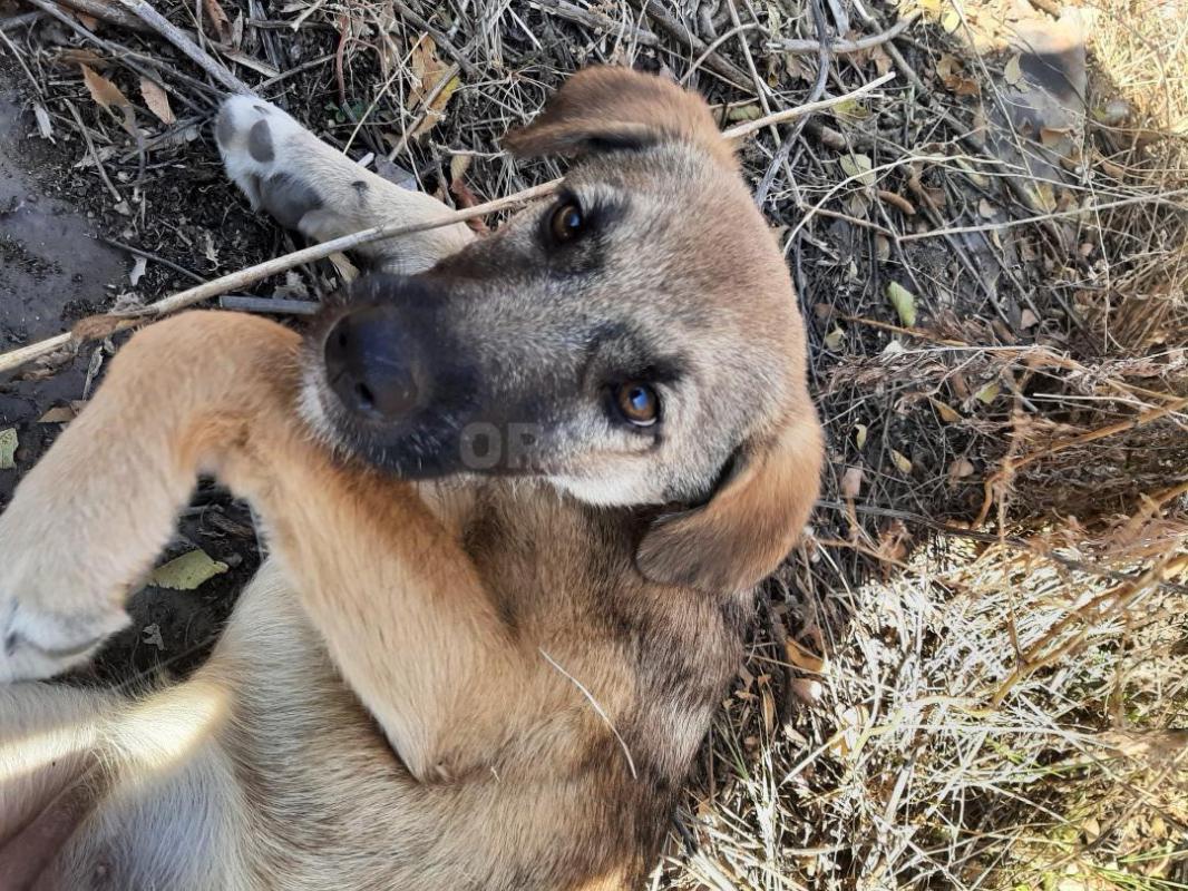 Щенки 4 месяца, девочка и мальчик, привитые, обработанные,  коммуникабельные, гавкают, охраняют, мам - Орск