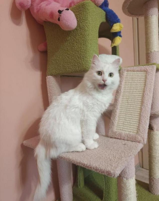 Молодая кошечка,  Белоснежка, в поисках дома (2 года) Стерилизованная. - Орск