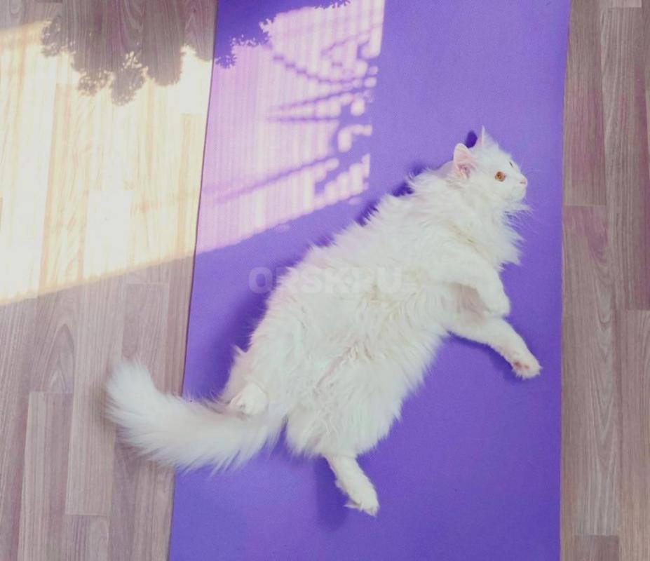 Молодая кошечка,  Белоснежка, в поисках дома (2 года) Стерилизованная. - Орск