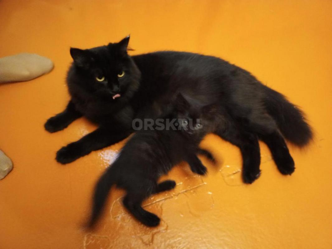 Отдам в добрые руки двух котят (девочки), возраст 2 месяца, окрас чёрный. - Орск