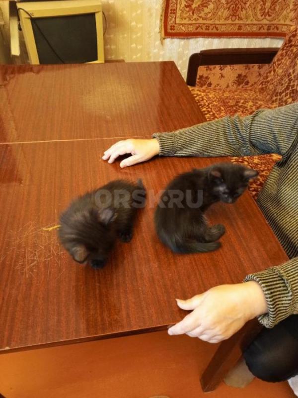 Отдам в добрые руки двух котят (девочки), возраст 2 месяца, окрас чёрный. - Орск