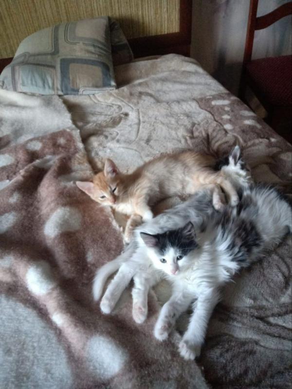 Отдам в добрые руки котят, возраст 3 месяца, все мальчики, обращаться по номеру телефону - Орск