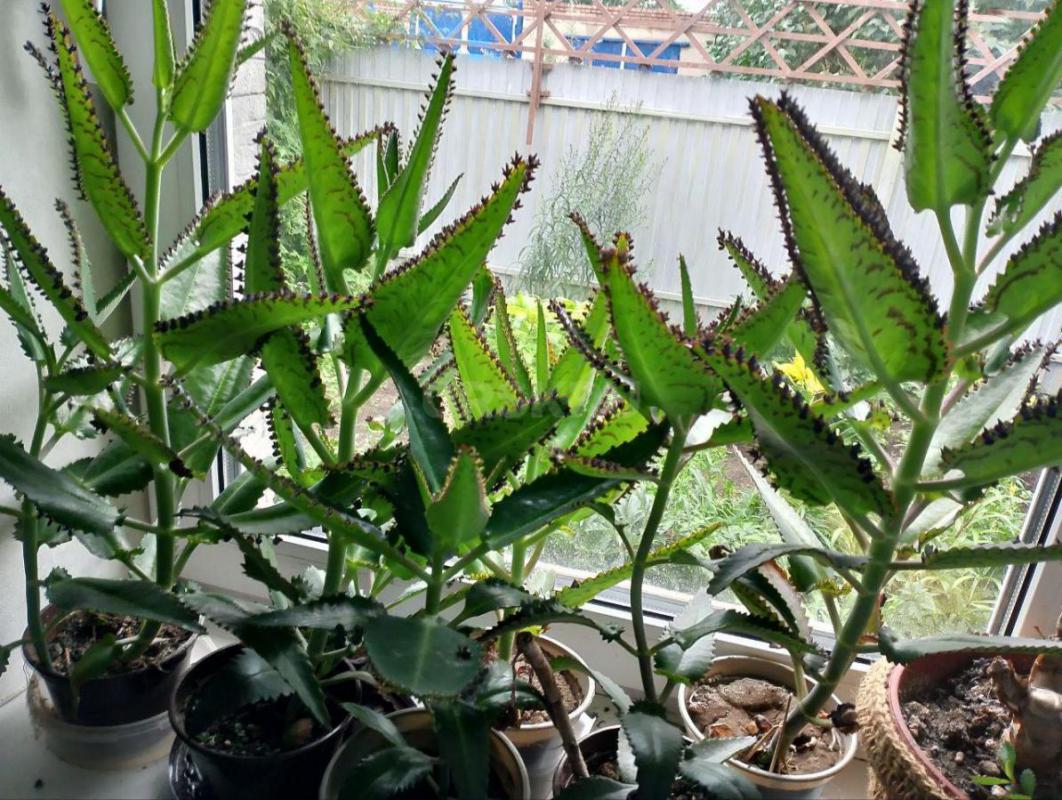 Продам комнатные растения-  каланхоэ декоративный и лечебный, сансевиерию, фиалки, фикус мелколистны - Орск