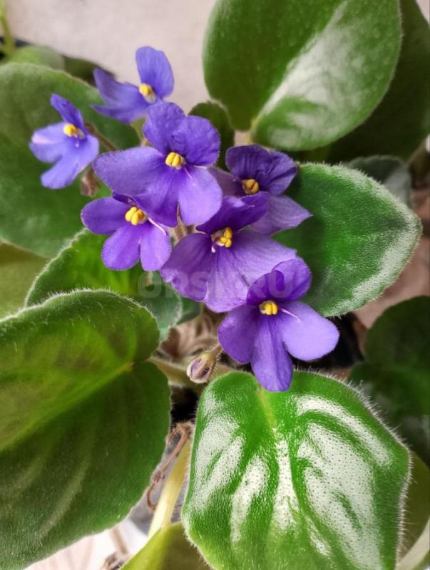 Продам комнатные растения-  каланхоэ декоративный и лечебный, сансевиерию, фиалки, фикус мелколистны - Орск