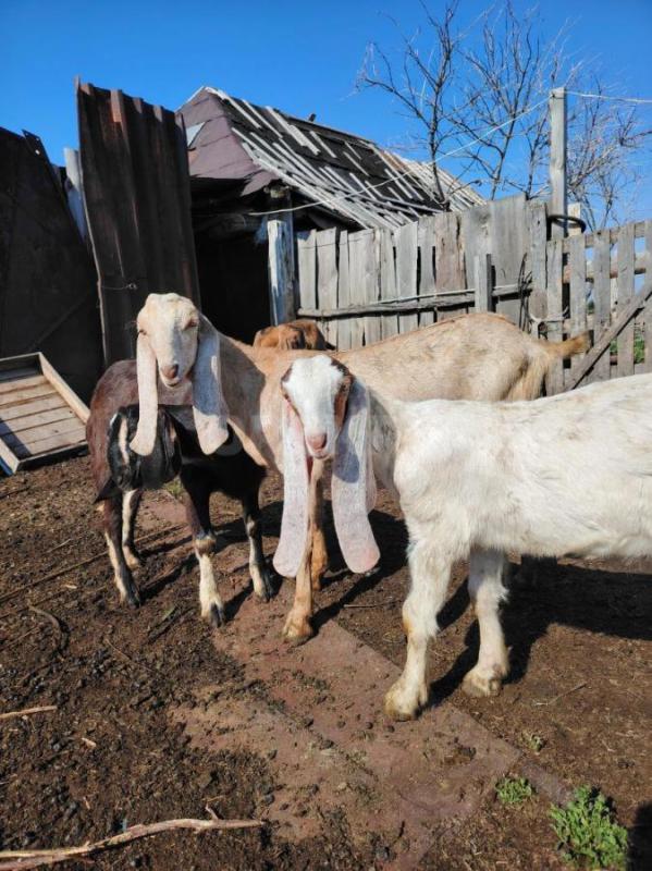 Козлы на покрытие. - Орск