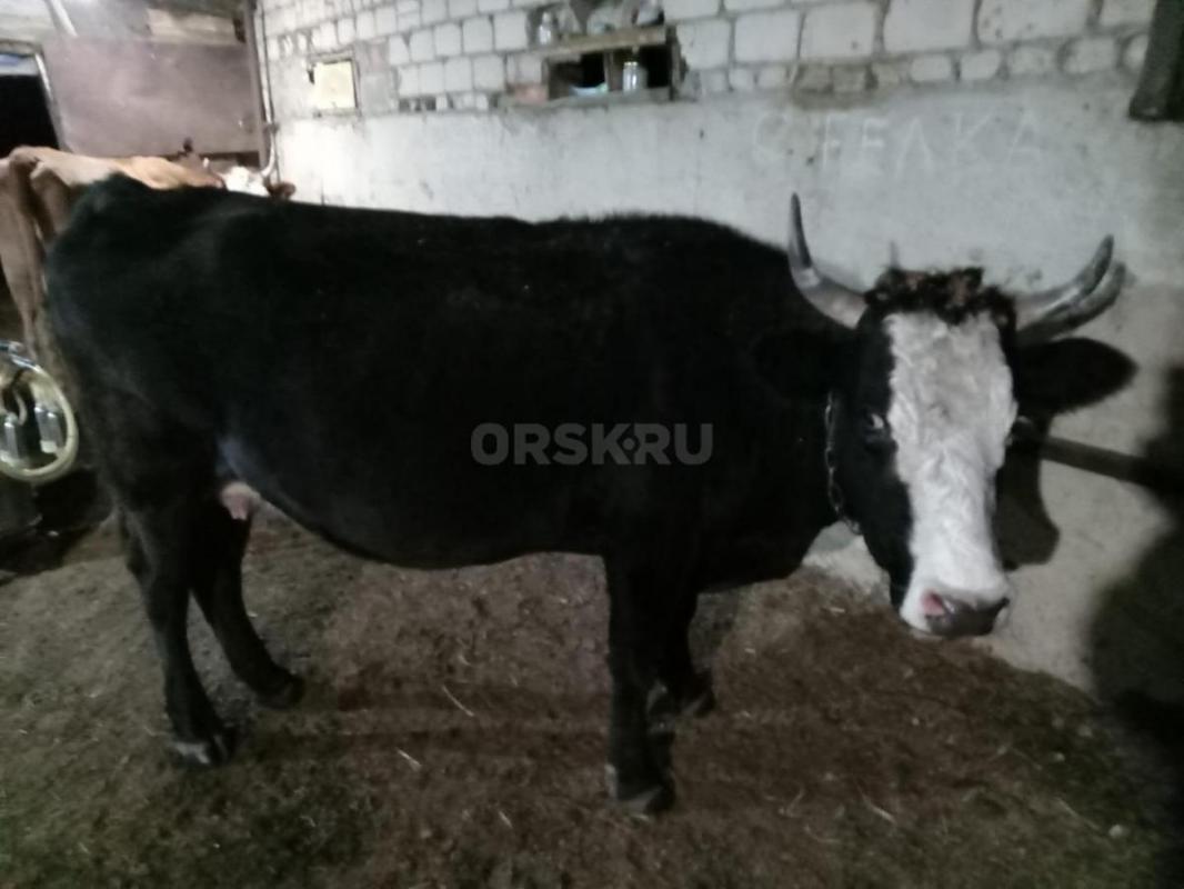 Продам дойных коров. - Ясный