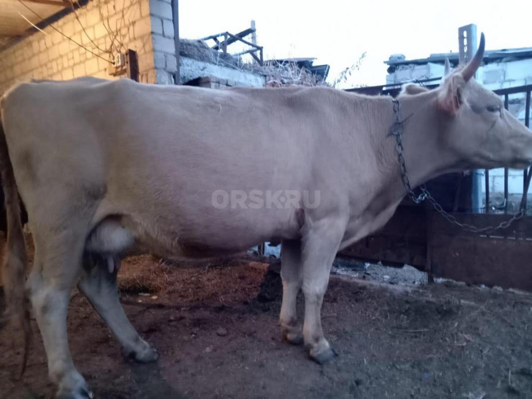 Продам дойных коров. - Ясный