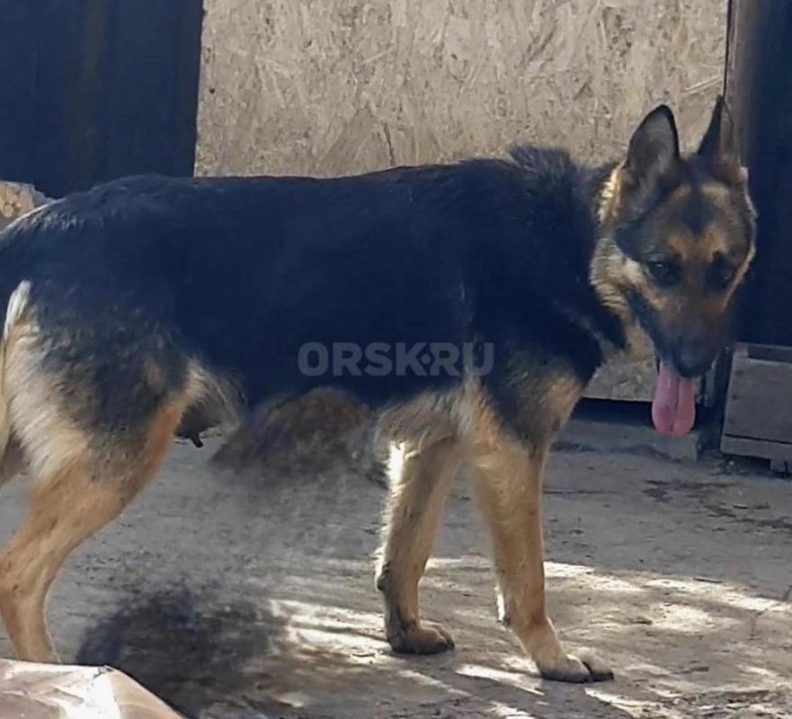 Отдам щенков(помесь немецкой овчарки)2 месяца,кушают все сами.
4 мальчика и 1 девочка - Орск