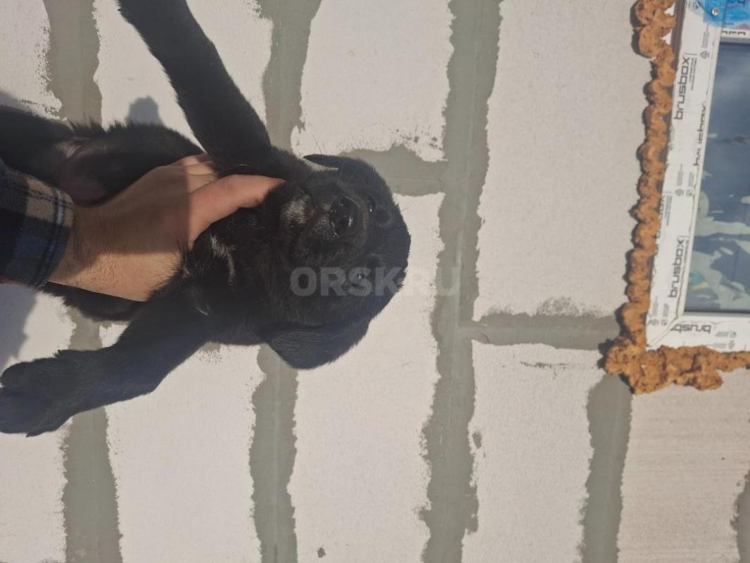 Отдам щенков(помесь немецкой овчарки)2 месяца,кушают все сами.
4 мальчика и 1 девочка - Орск