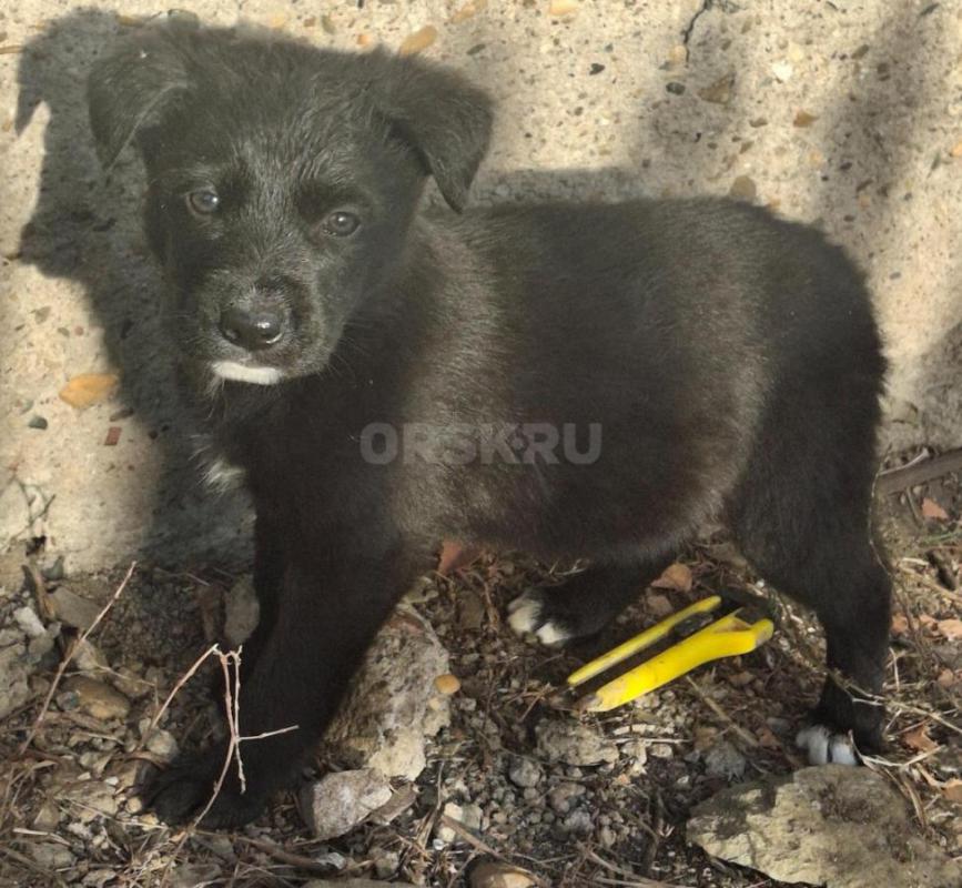 Отдам щенков(помесь немецкой овчарки)2 месяца,кушают все сами.
4 мальчика и 1 девочка - Орск