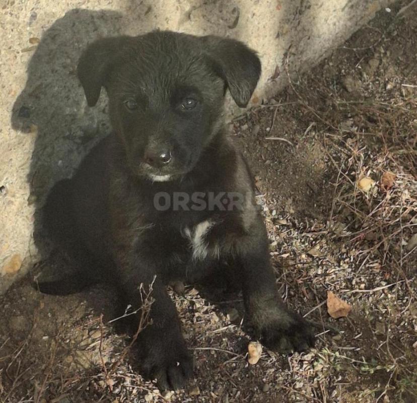 Отдам щенков(помесь немецкой овчарки)2 месяца,кушают все сами.
4 мальчика и 1 девочка - Орск