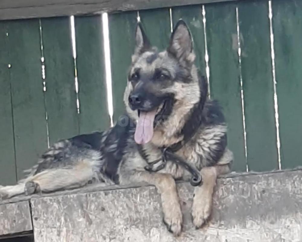 Отдам щенков(помесь немецкой овчарки)2 месяца,кушают все сами.
4 мальчика и 1 девочка - Орск