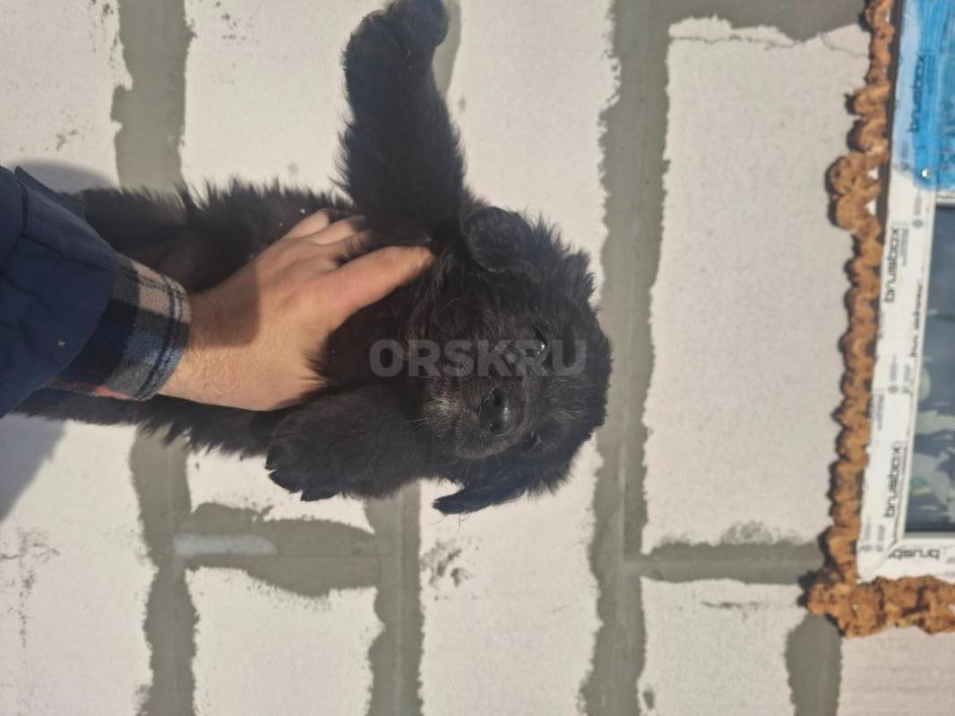 Отдам щенков(помесь немецкой овчарки)2 месяца,кушают все сами.
4 мальчика и 1 девочка - Орск