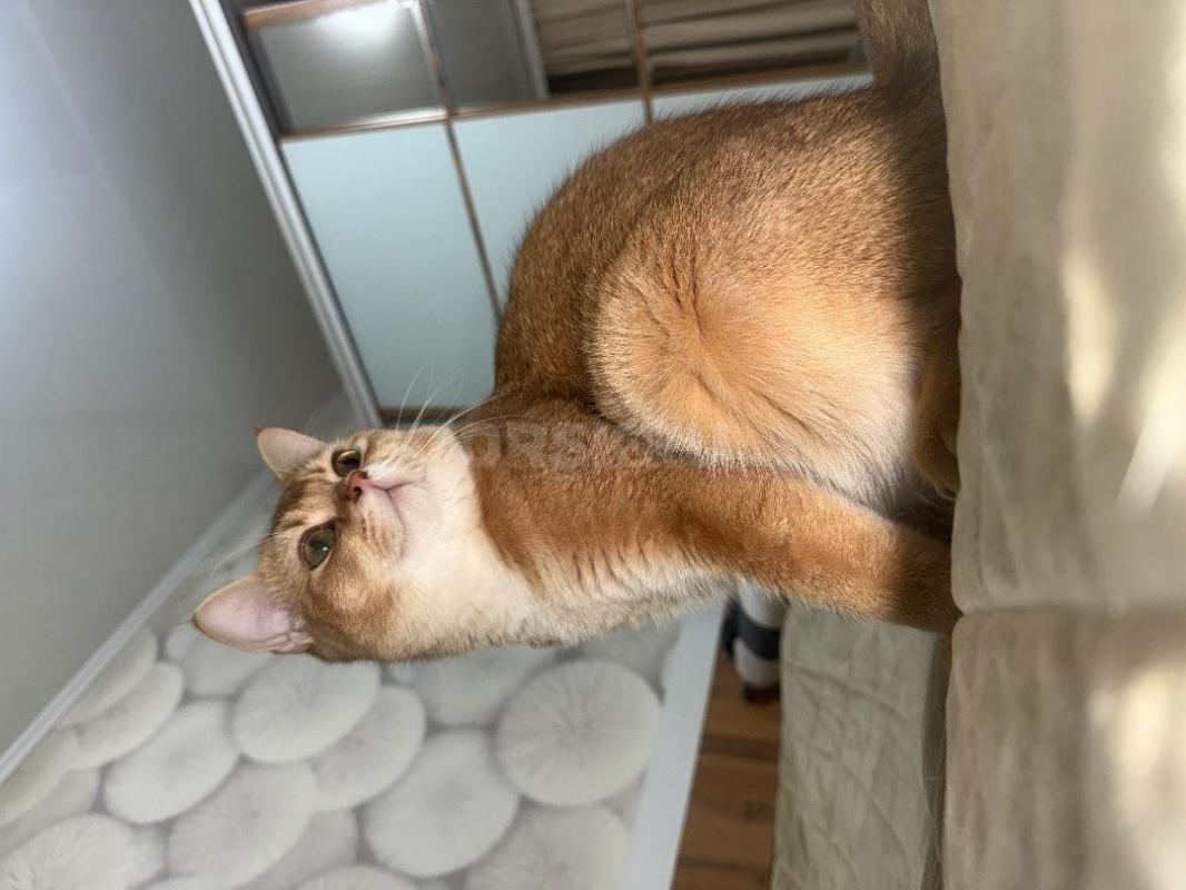 Ищем невесту для шотландского кота-шиншиллы (скоттиш-страйт)

Текст объявления:

Предлагаем к вя - Орск