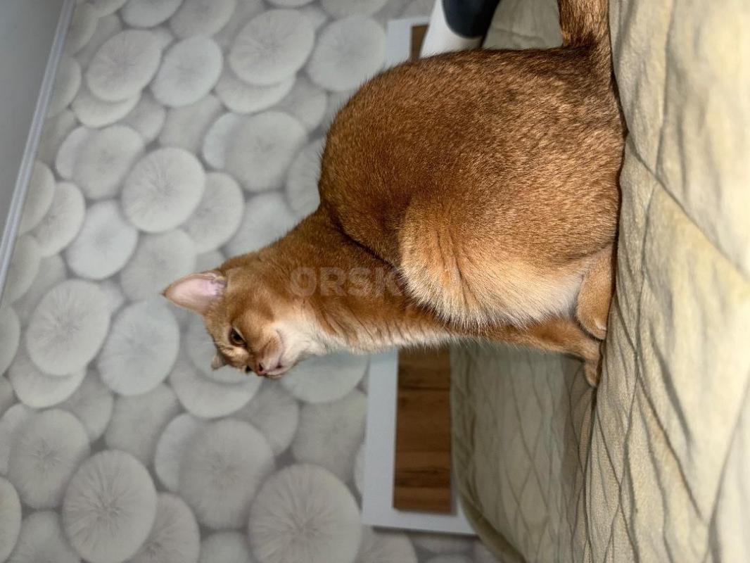 Ищем невесту для шотландского кота-шиншиллы (скоттиш-страйт)

Текст объявления:

Предлагаем к вя - Орск