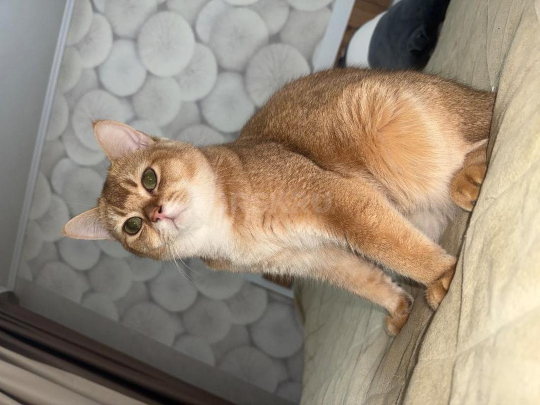 Ищем невесту для шотландского кота-шиншиллы (скоттиш-страйт)

Текст объявления:

Предлагаем к вя - Орск