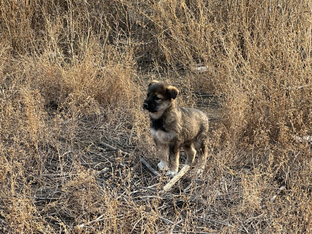 Отдам щенят в добрые руки! - Новотроицк