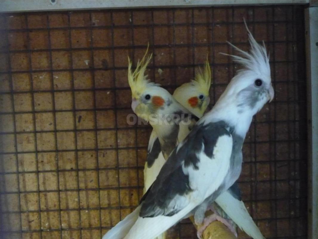 Продам молодых птенцов попугаев Корелл, местного разведения. - Орск