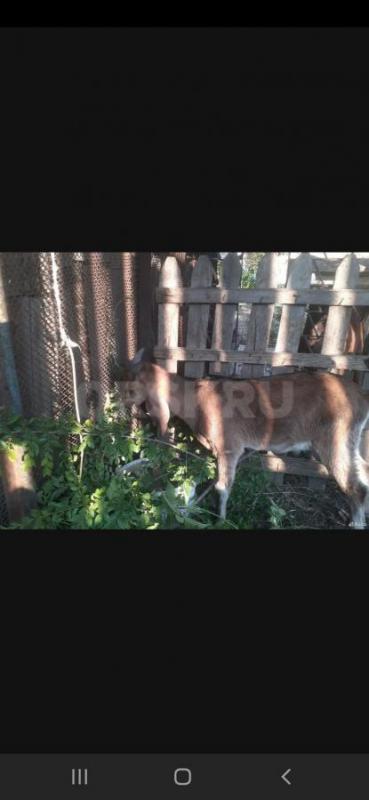 Продам Нубийский Козёл . - Орск