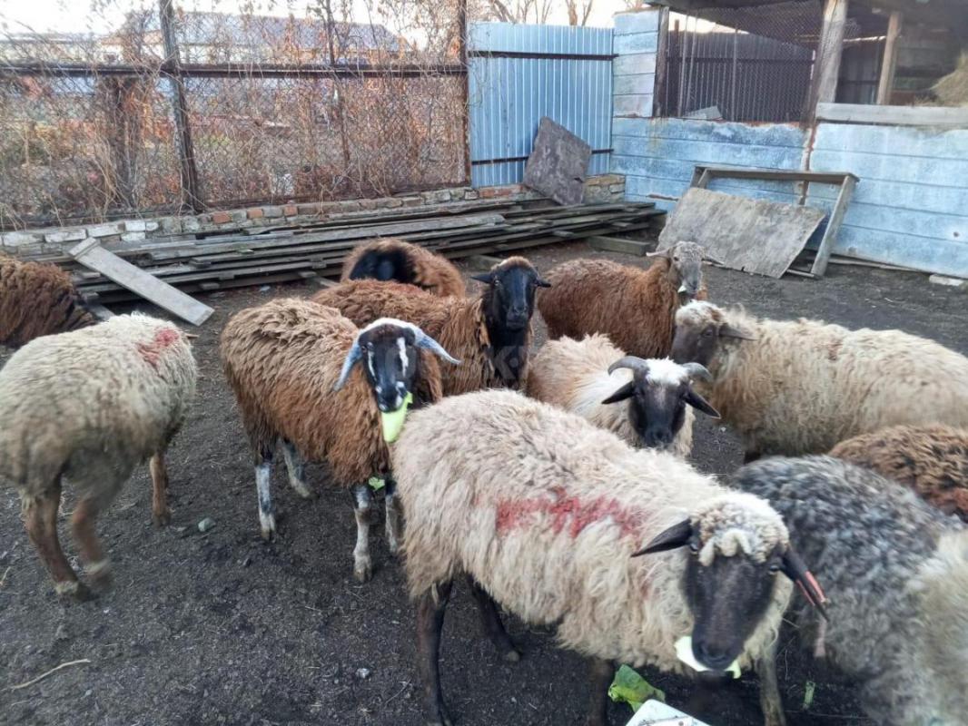 Продам овец, ярок и одного валуха - Орск