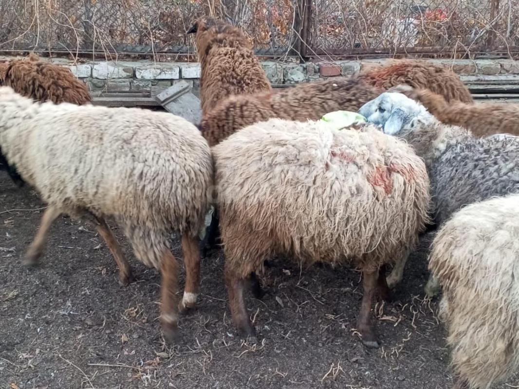 Продам овец, ярок и одного валуха - Орск