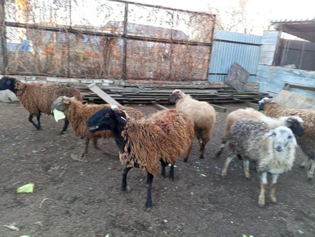 Продам овец, ярок и одного валуха - Орск