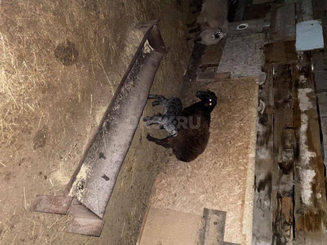 Продам овец, ярок 
Курдючные, обычные - Орск