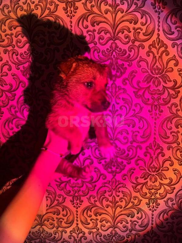 Пристривается щенок - спасеныш, девочка, на вид 2-3 месяца, милая, коротколапая, искупали, накормили - Орск
