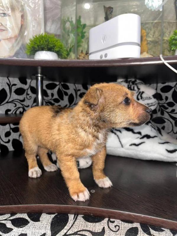 Пристривается щенок - спасеныш, девочка, на вид 2-3 месяца, милая, коротколапая, искупали, накормили - Орск