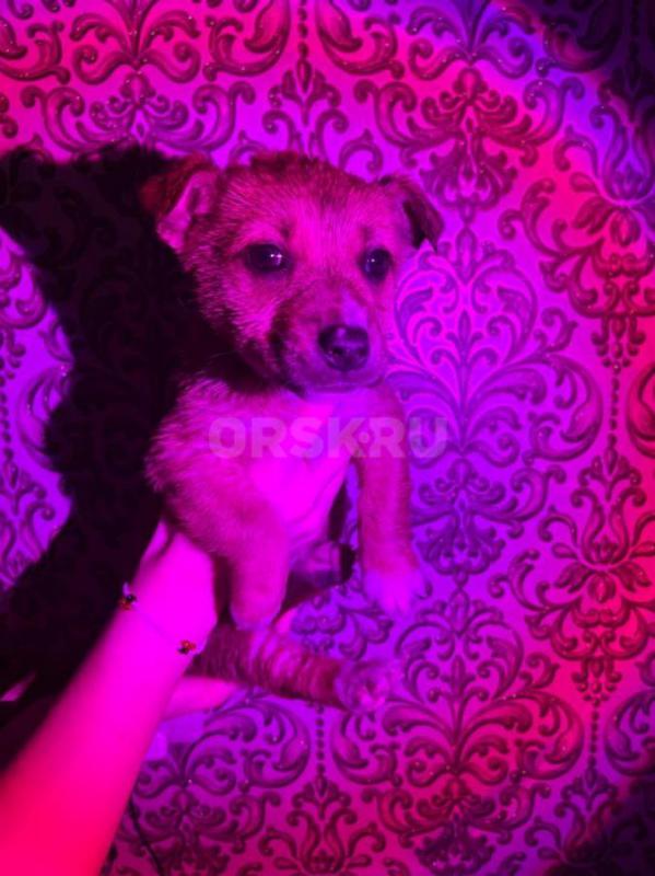 Пристривается щенок - спасеныш, девочка, на вид 2-3 месяца, милая, коротколапая, искупали, накормили - Орск