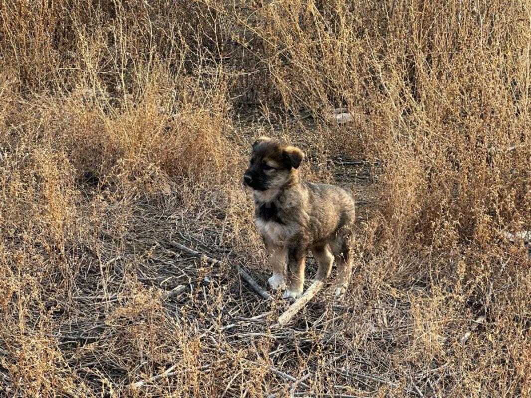 Отдам в добрые руки щенят! - Орск