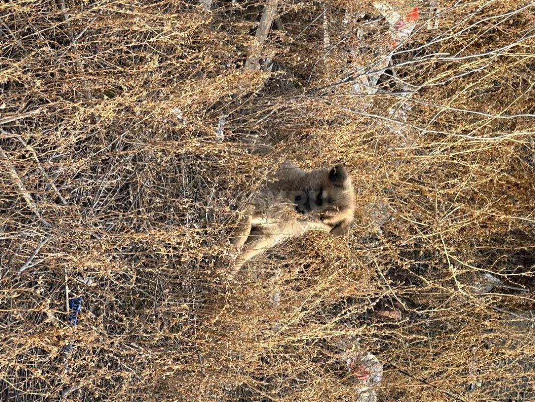 Отдам в добрые руки щенят! - Орск