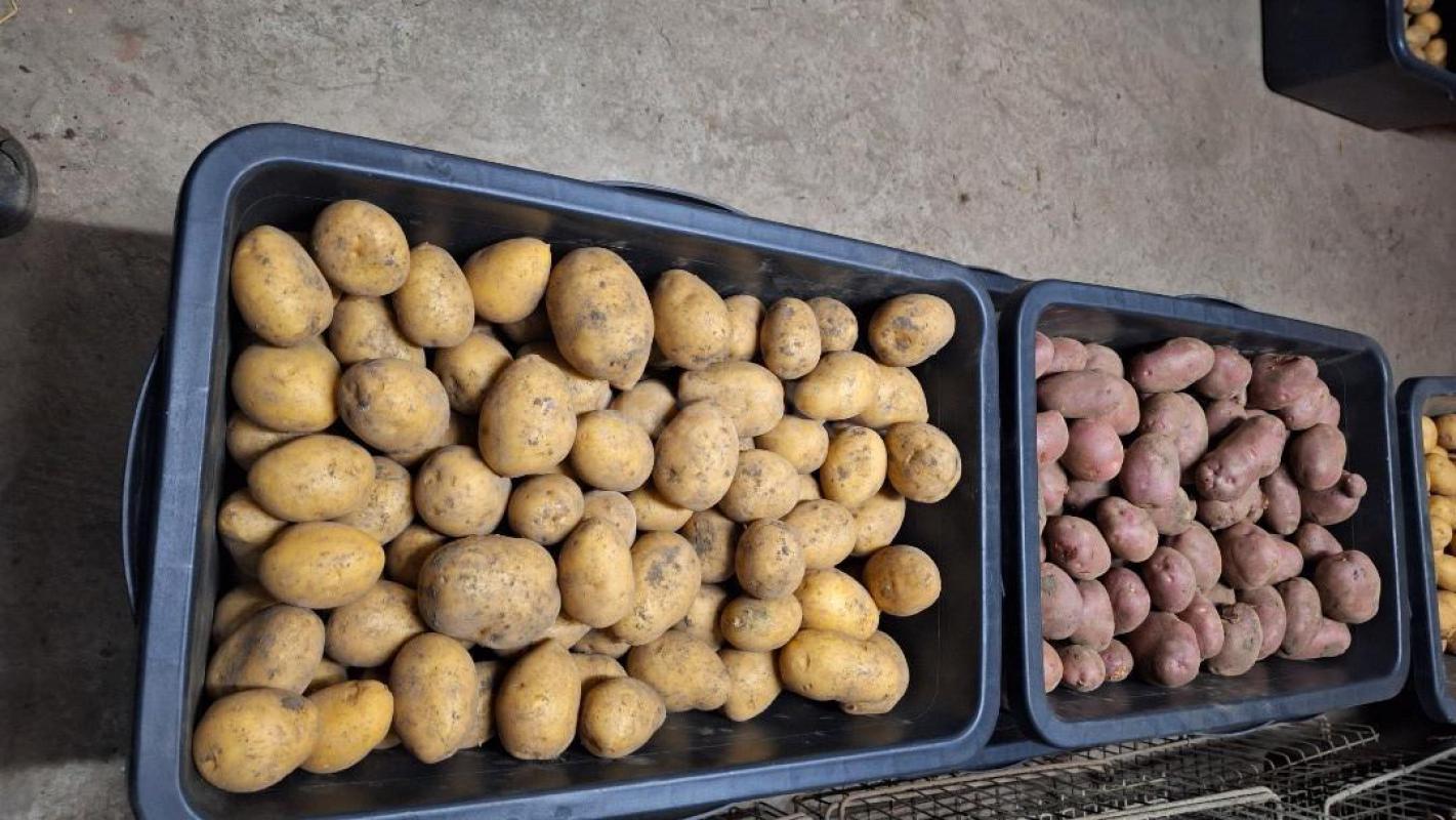 Едовой картофель с хранения со своего огорода. - Орск