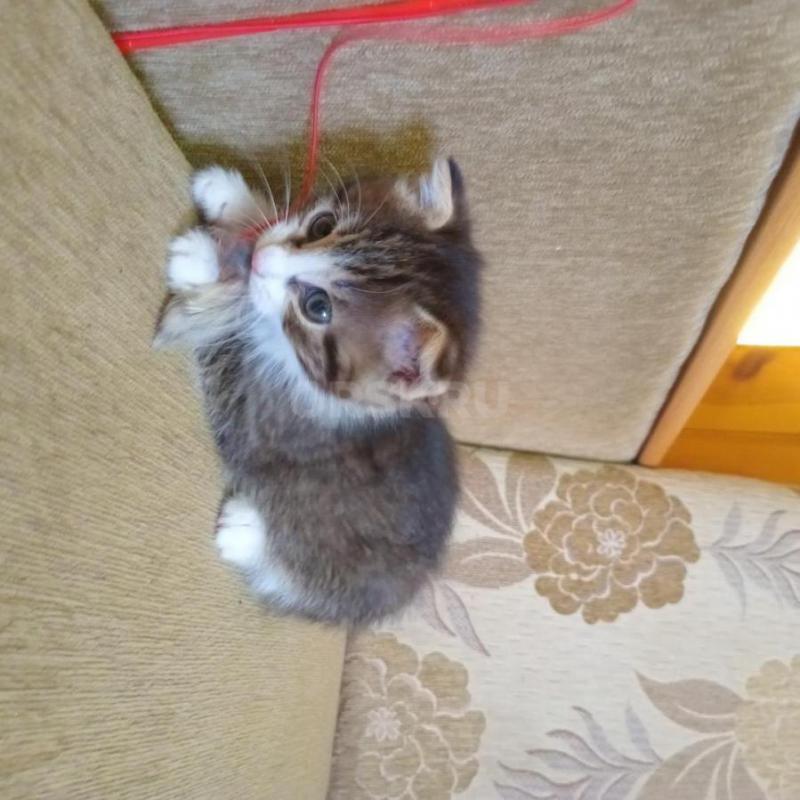 Отдам нуждающимся в любви и ласке очаровательную подружку- котенка (девочка) возраст 3 месяца. - Орск