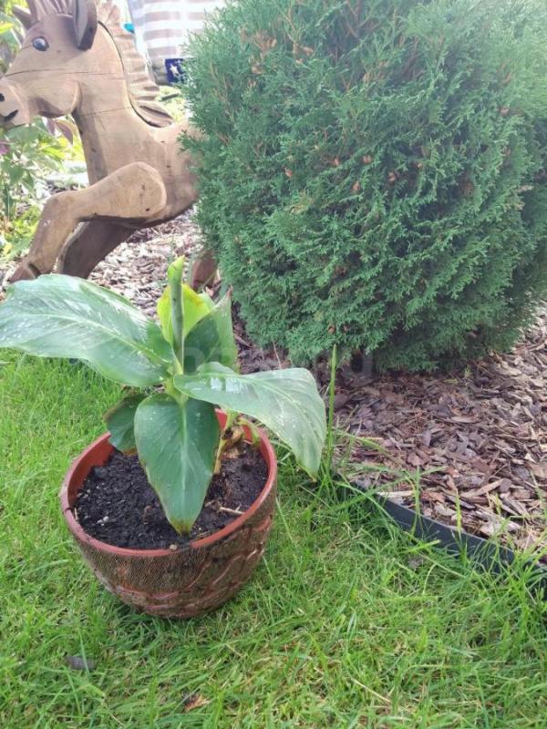 Продам БАНАН остался один. - Орск