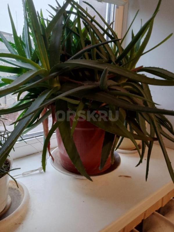 Продам алоэ большой, многолетний. - Орск