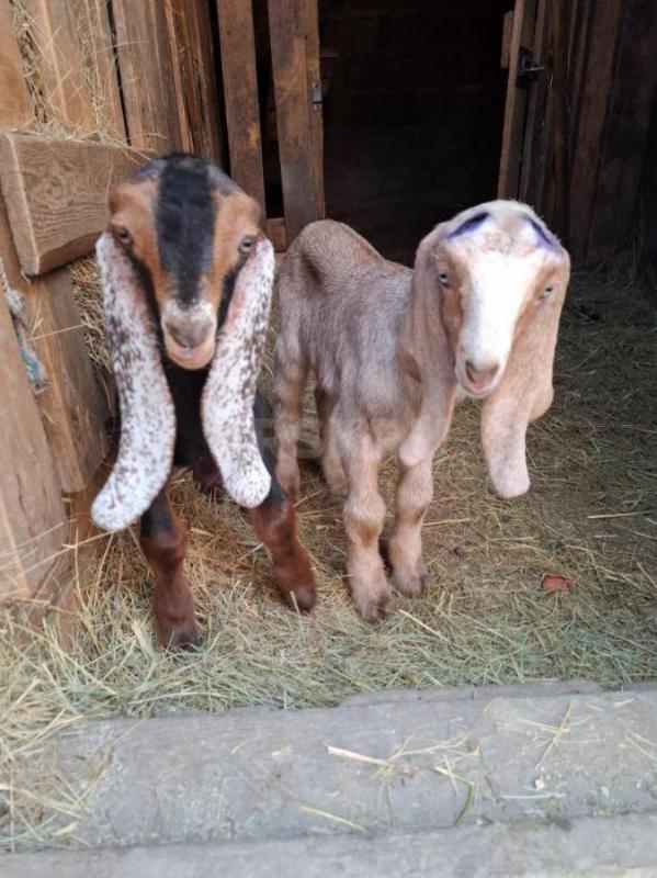 Продам двух козликов, рождены 9.0925 (черный), 11.09.25 ( бежнвый), камори- нубийцы. - Орск