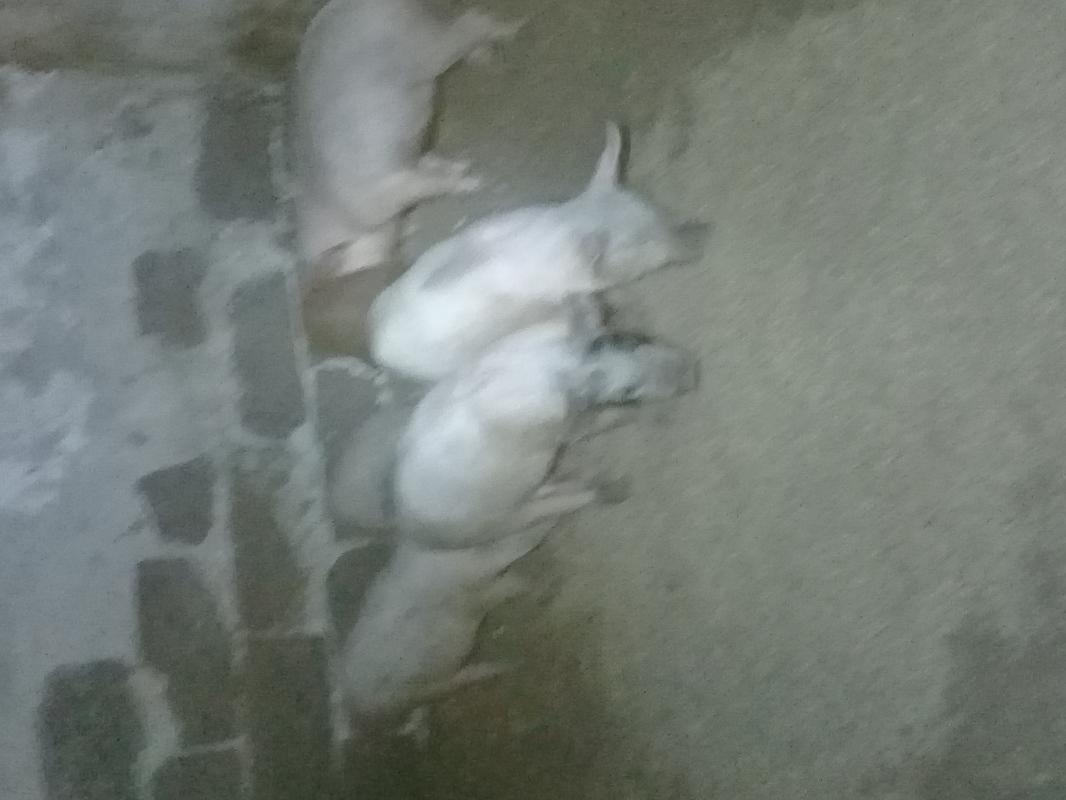 Продам поросят,3х месячных 4000 - Новотроицк