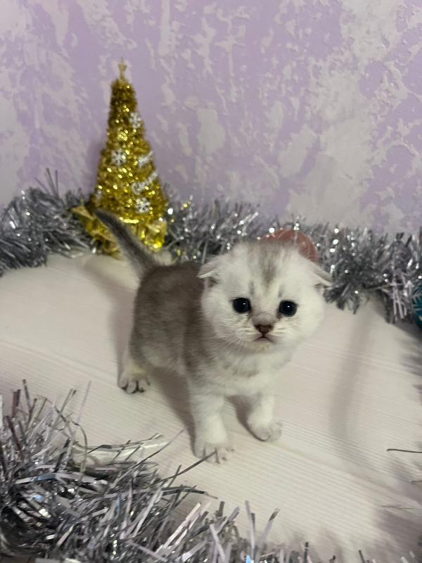 Отличный подарок на Новый Год!!! - Орск