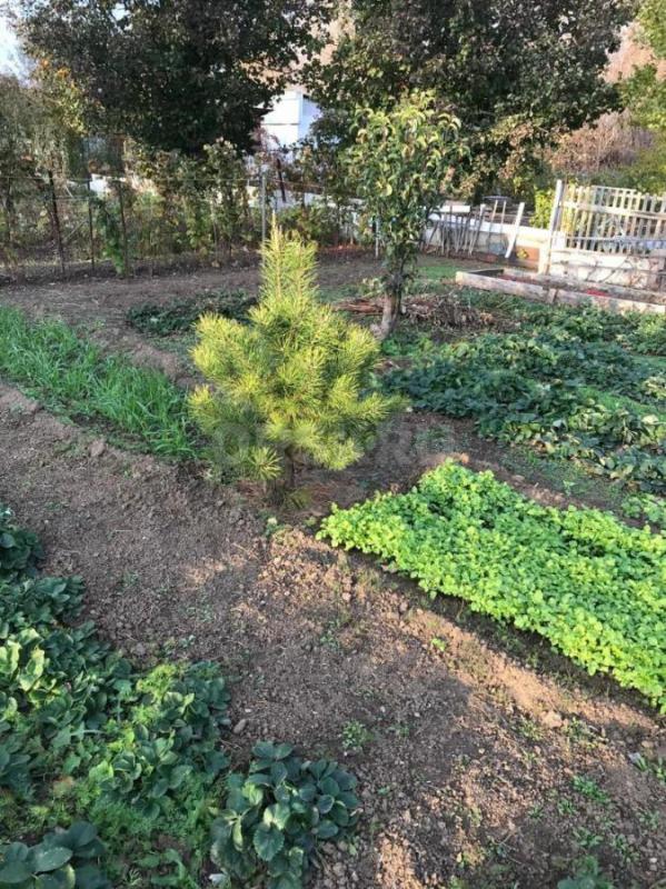 продам сад в СНТ 10 ЮУМЗ площадь 6 соток,домик,застекленная веранда,площадка для стоянки машины,пров - Орск