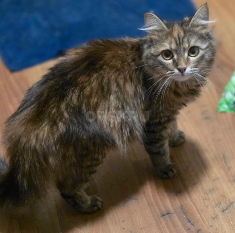 Отдам молодых кошечек ,все стерилизованные котик первый на фото кастртрован. - Орск