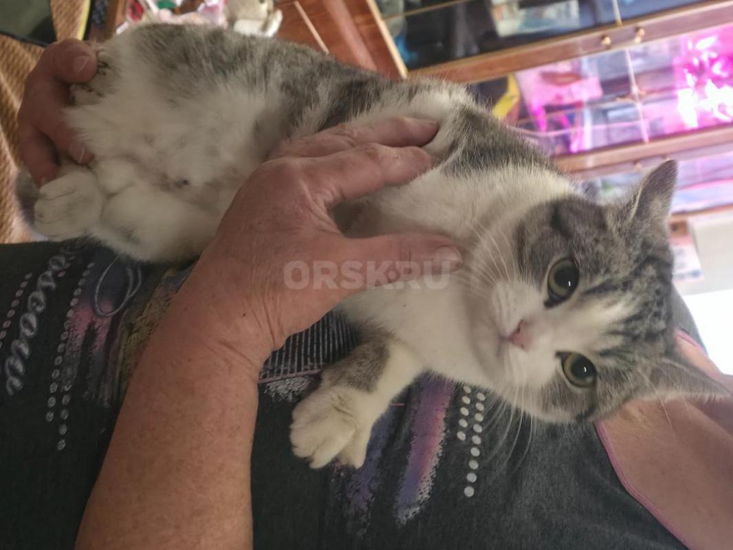 Отдам котенка девочка ,возраст 5 мес,кушает все ,лоток знает ,активная ,стерилизованная ,район аванг - Орск