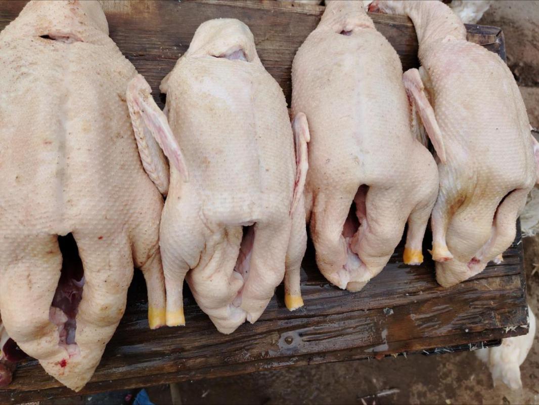 Продам свежих домашних бройлеров-450р /кг
Утки муларды 600р /кг, чисто обработанные. - Орск