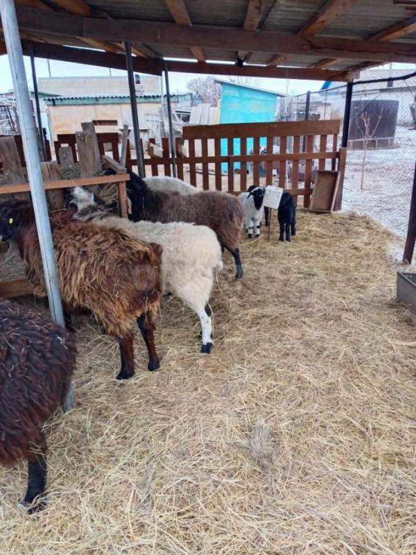 Продам Баранчиков живым весом 280 за кг - Орск