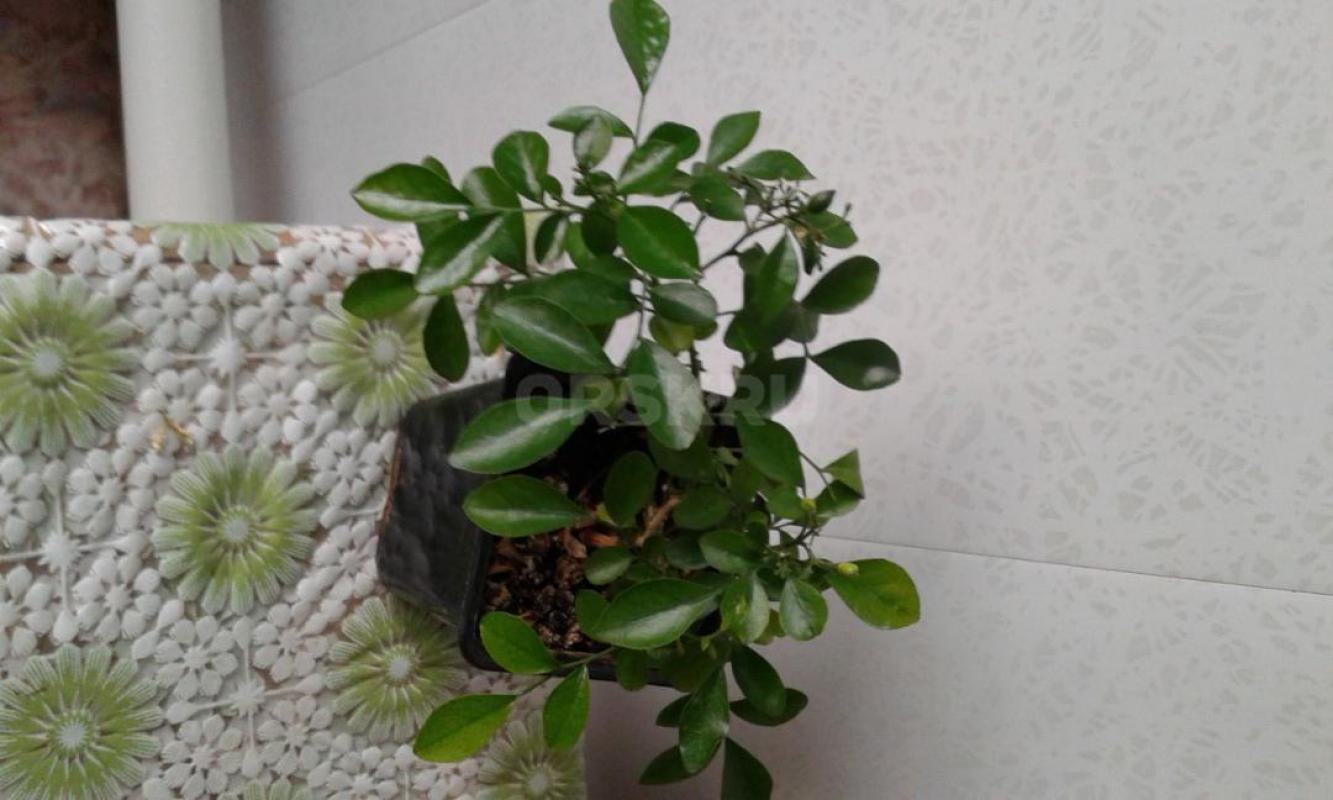 Цветок мурайя – это именно тот зеленый друг, который способен превратить обычную квартиру в настоящи - Орск