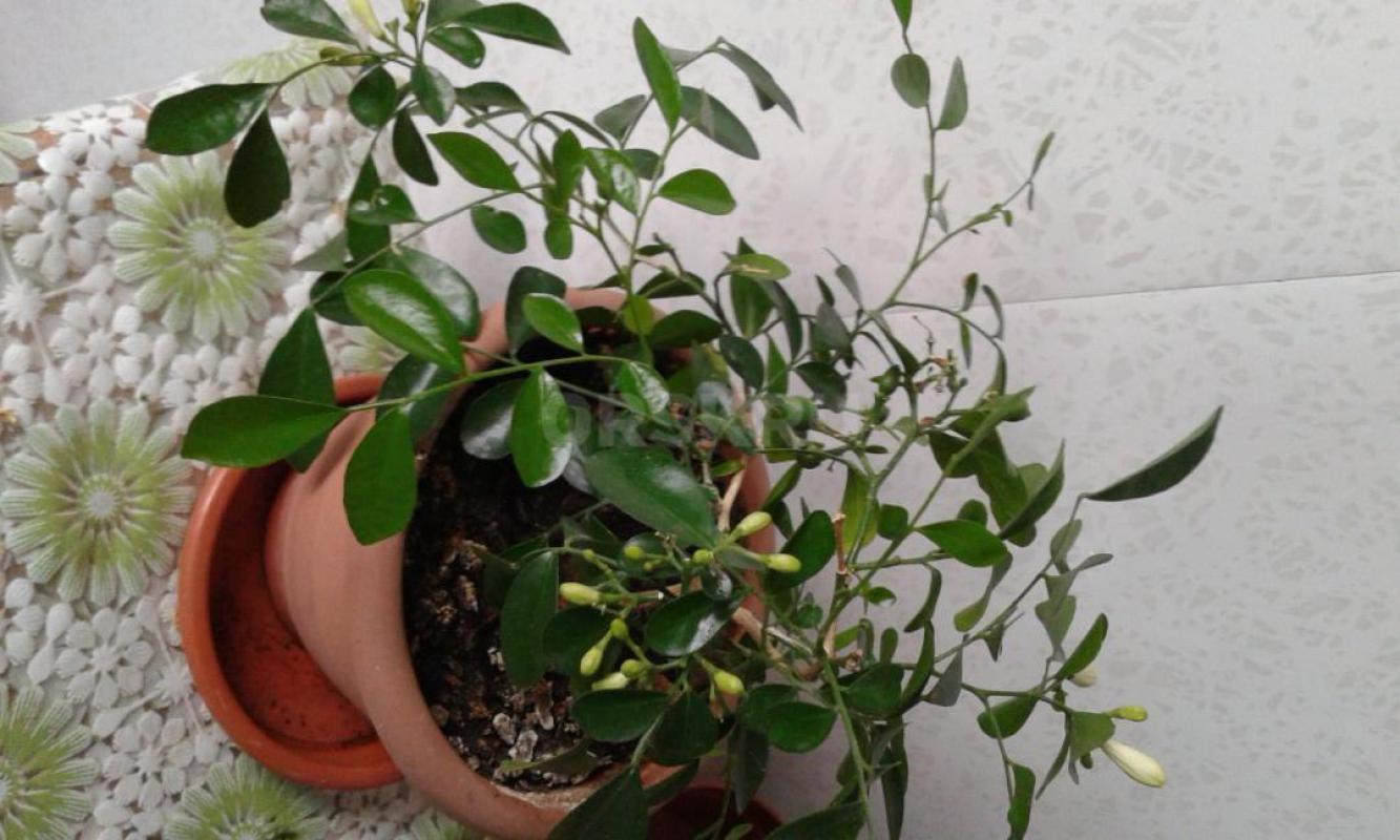 Цветок мурайя – это именно тот зеленый друг, который способен превратить обычную квартиру в настоящи - Орск