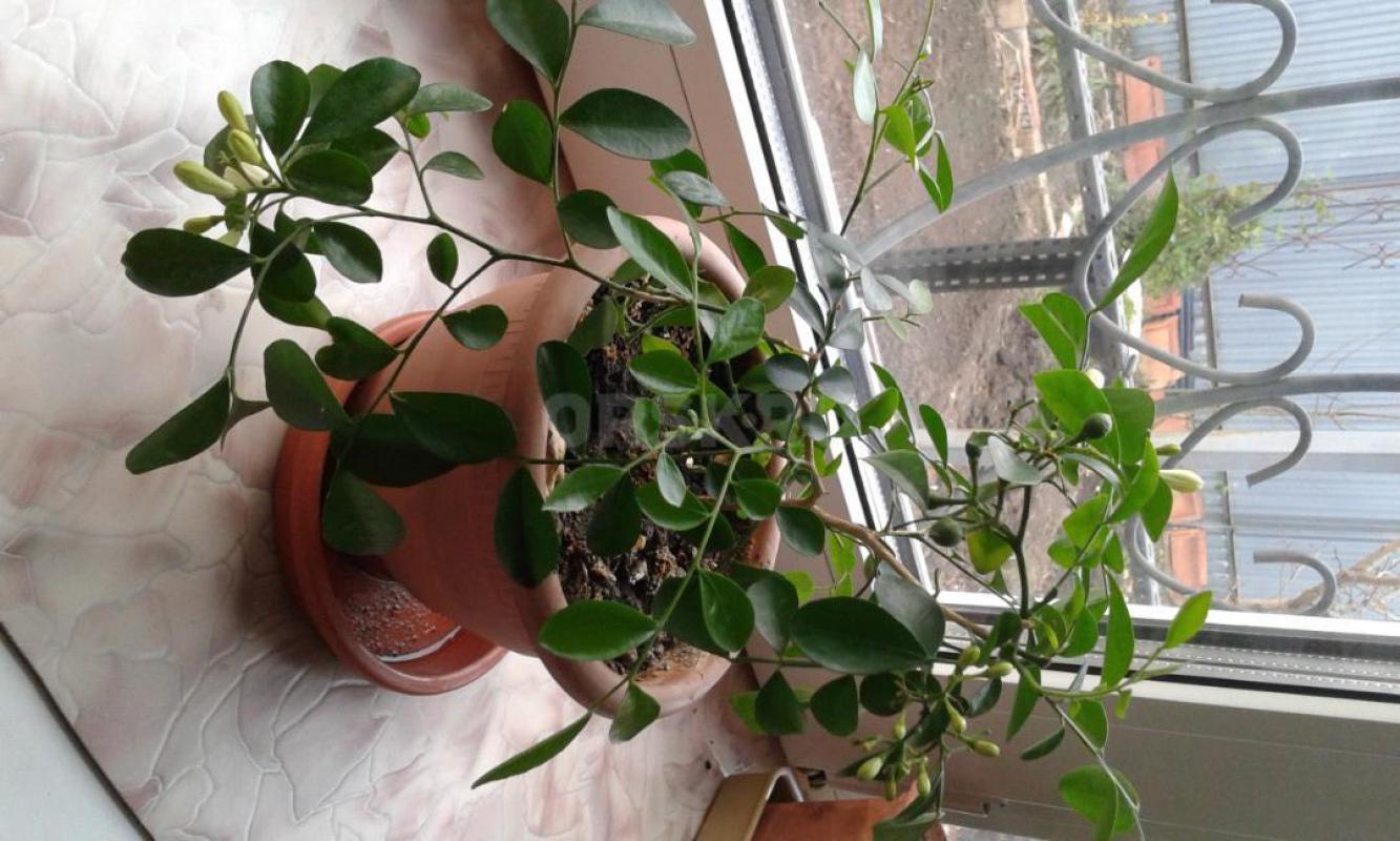 Цветок мурайя – это именно тот зеленый друг, который способен превратить обычную квартиру в настоящи - Орск