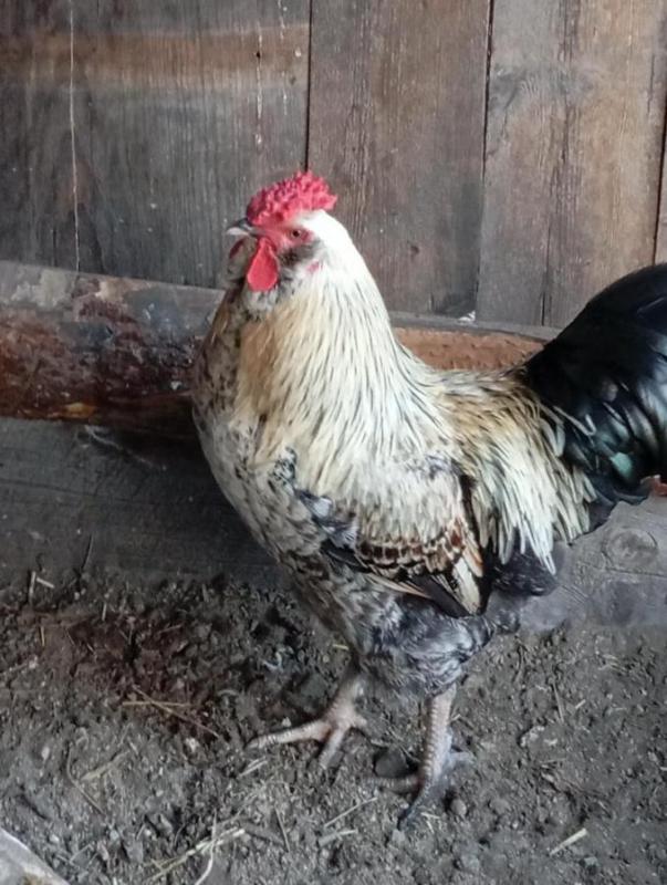 Продам молодых петухов - Новотроицк