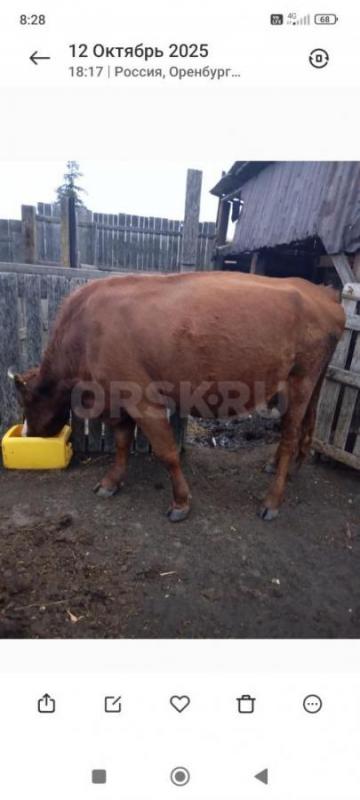 Продам корову 4 года 2 отела, третий отел конец января начало февраля - Новотроицк